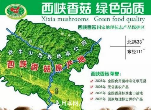 河南西峡:小香菇三级跳育出百亿大产业——伏牛山看新变(图1) 河南西峡:小香菇三级跳育出百亿大产业——伏牛山看新变(图1)
