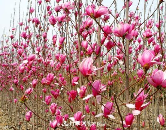 南阳市创建中药材种植示范基地(图1) 南阳市创建中药材种植示范基地(图1)