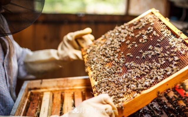 跌落神坛的土蜂蜜土特产(图1) 跌落神坛的土蜂蜜土特产(图1)
