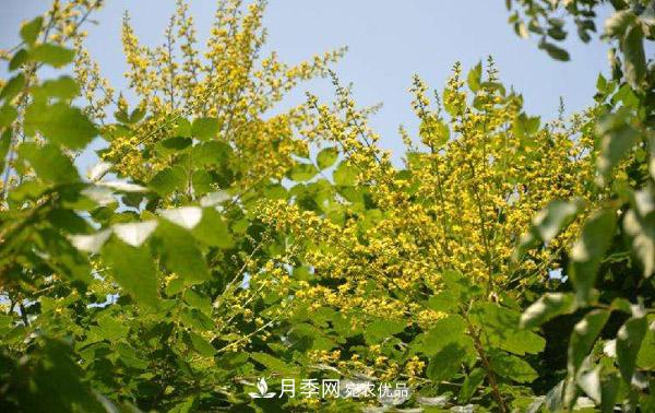 南阳苗木：复羽叶栾树与栾树区别(图2)