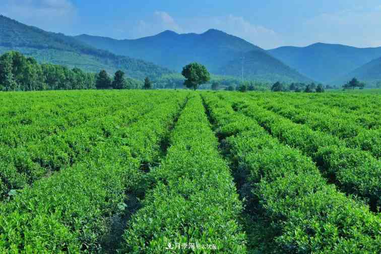 破解苗木行业需求的发展变化,弄懂才能赚钱!(图4) 破解苗木行业需求的发展变化,弄懂才能赚钱!(图4)