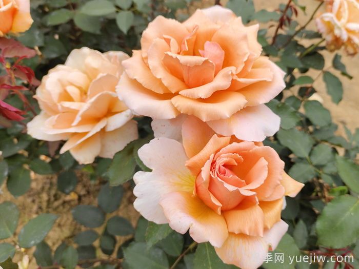 花友票选10种最好养护的花卉,月季第二(图1) 花友票选10种最好养护的花卉,月季第二(图1)