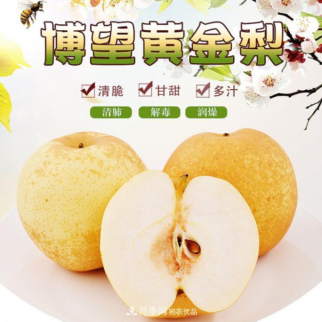 南阳方城博望黄金梨2年3年生梨树苗基地批发价格(图1)