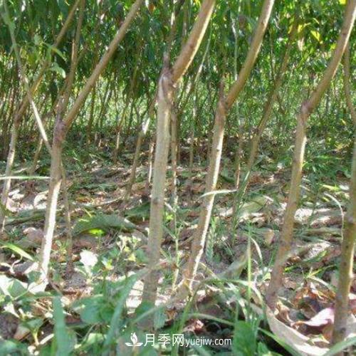 南阳起航桃树苗基地,陆营镇桃树苗基地批发(图1) 南阳陆营镇桃树苗基地批发(图1)