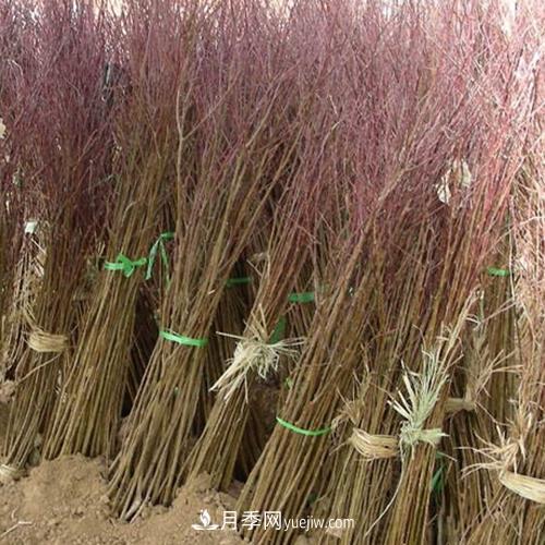 南阳起航桃树苗基地,陆营镇桃树苗基地批发(图2) 南阳陆营镇桃树苗基地批发(图2)