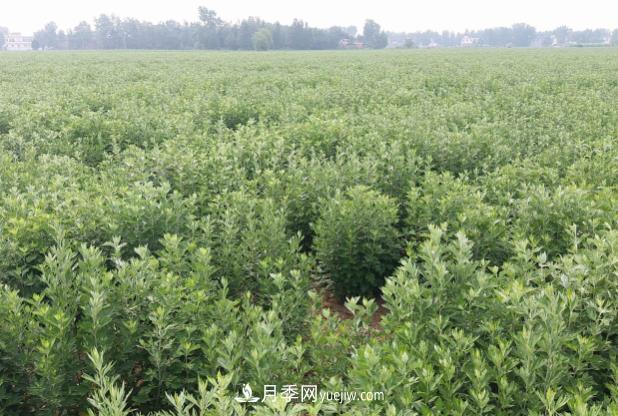 南阳桐柏县小艾草变成致富产业(图1) 南阳桐柏县小艾草变成致富产业(图1)