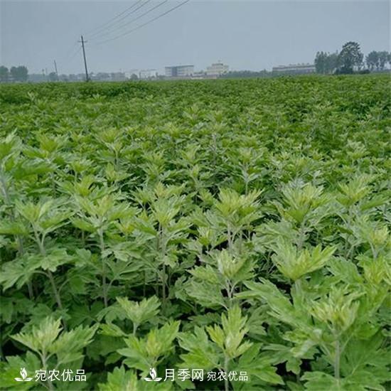 南阳纯正宛艾艾草艾根艾苗基地批发直销(图4) 南阳纯正宛艾艾草艾根艾苗基地批发直销(图4)