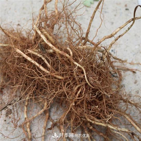 南阳纯正宛艾艾草艾根艾苗基地批发直销(图2) 南阳纯正宛艾艾草艾根艾苗基地批发直销(图2)