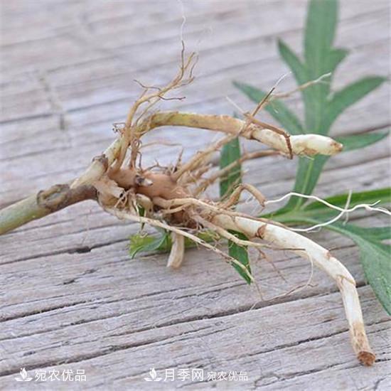 南阳纯正宛艾艾草艾根艾苗基地批发直销(图1) 南阳纯正宛艾艾草艾根艾苗基地批发直销(图1)