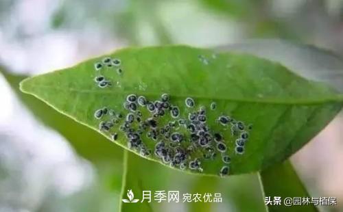 九月份15种园林苗木高发病虫害的发生与防治(图3) 九月份15种园林苗木高发病虫害的发生与防治(图3)