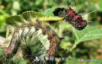 九月份15种园林苗木高发病虫害的发生与防治(图1) 九月份15种园林苗木高发病虫害的发生与防治(图1)