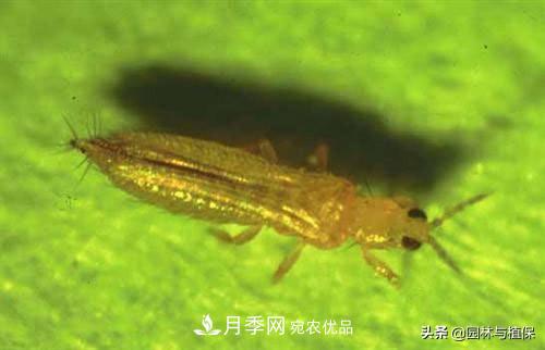 九月份15种园林苗木高发病虫害的发生与防治(图4) 九月份15种园林苗木高发病虫害的发生与防治(图4)