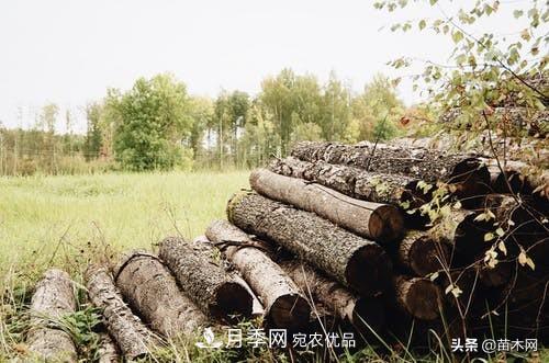 秋季苗木起出后没及时栽植怎么办，教你几招(图1)