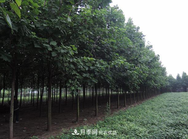 南阳市卧龙区创景速生楸树苗木基地(图1) 南阳市卧龙区创景速生楸树苗木基地(图1)
