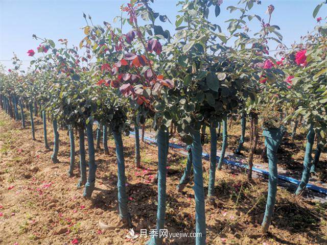 如何做好南阳苗木的冬季防寒防冻措施?(图1) 如何做好南阳苗木的冬季防寒防冻措施?(图1)