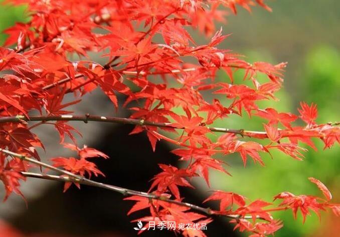 红枫栽培要点,盆景园林皆宜(图3) 红枫栽培要点,盆景园林皆宜(图3)