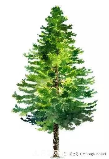 苗木必备基本常识手册(图1)