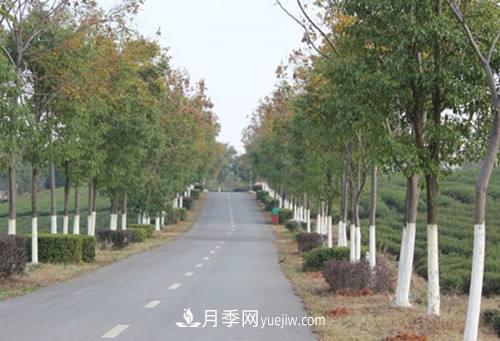 绿化苗木什么时间涂白效果最好，有哪些基本要求(图2)