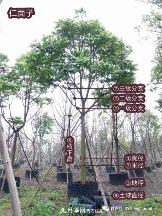 苗木必备基本常识手册(图2)