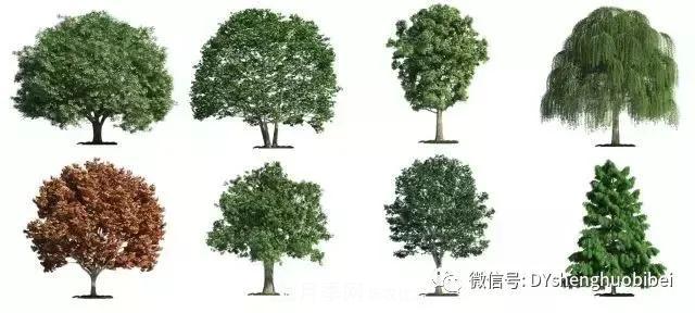 苗木必备基本常识手册(图4)