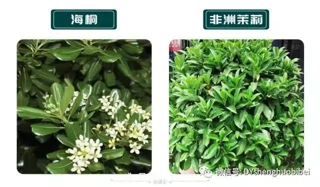 苗木必备基本常识手册(图7)