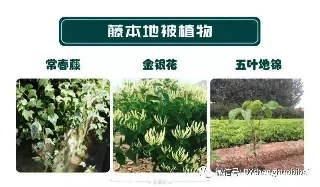 苗木必备基本常识手册(图15)