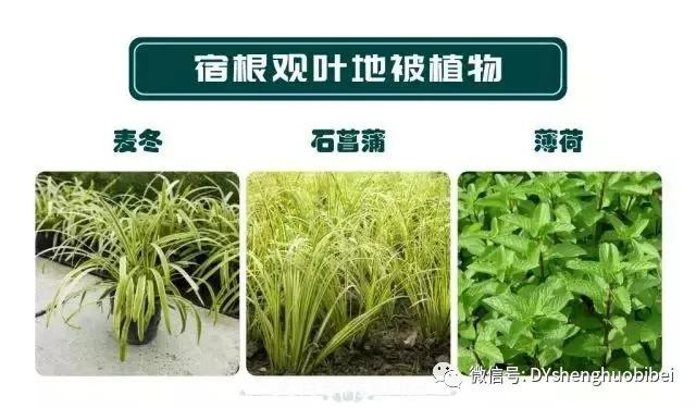 苗木必备基本常识手册(图13)