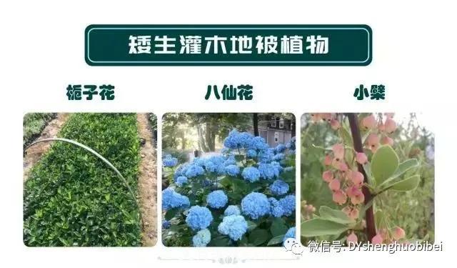 苗木必备基本常识手册(图16)