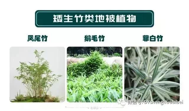 苗木必备基本常识手册(图17)