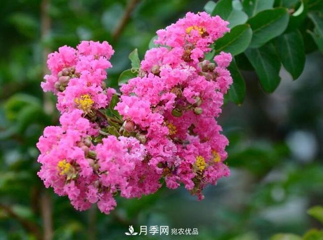 比烈日更泼辣的3种花树,盛夏灿烂无比,你要养一棵吗?(图1) 比烈日更泼辣的3种花树,盛夏灿烂无比,你要养一棵吗?(图1)