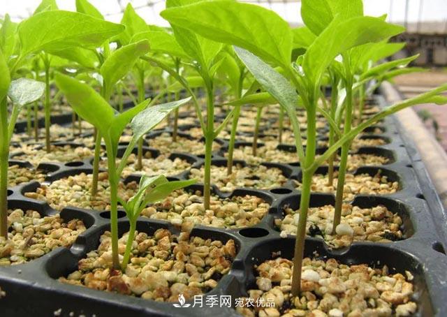 容器苗,或将成为苗木种植新趋势(图2) 容器苗,或将成为苗木种植新趋势(图2)
