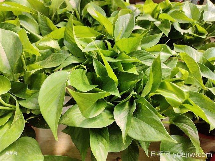 50种常见花卉绿植的养护指南(图1)