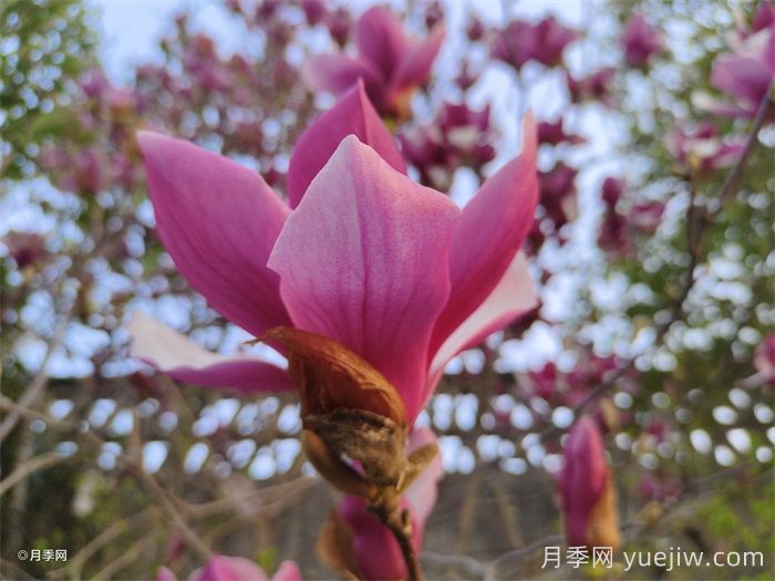 玉兰花开，七个玉兰品种推荐(图2)