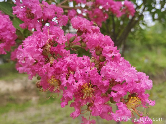 紫薇和丛生紫薇到底有什么区别？(图1)