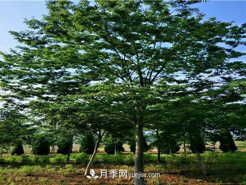 安徽榉树培育的关键技术(图1)