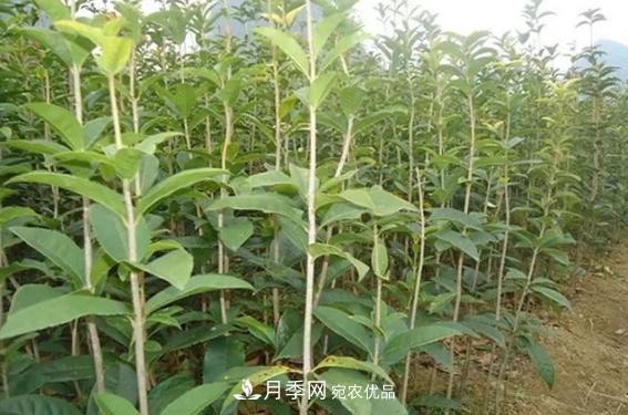 快速学习南阳苗木行业的规格术语 胸径米径冠幅(图1)