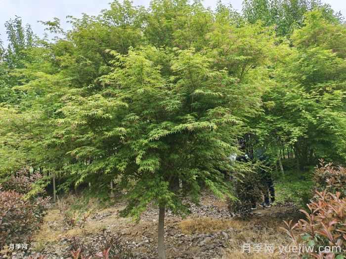 九月份园林苗木易发生的病虫害及防治方法(图1)