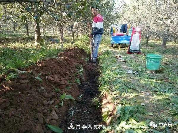 果园秋施基肥和明年花前施基肥有什么区别？(图1)