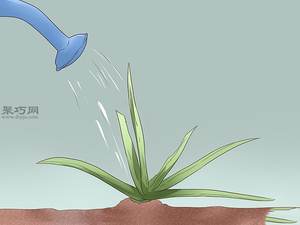 怎么样日常护理芦荟 7