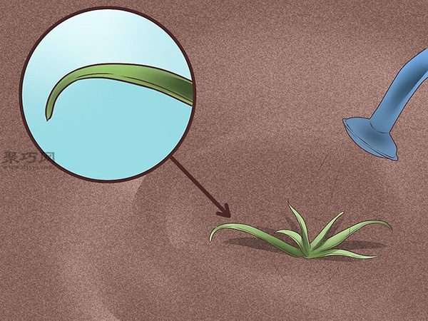 怎么样日常护理芦荟 13