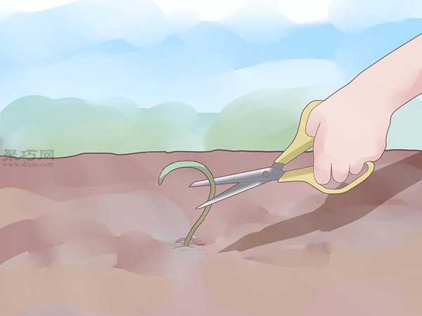 如何打理蒜苗 6