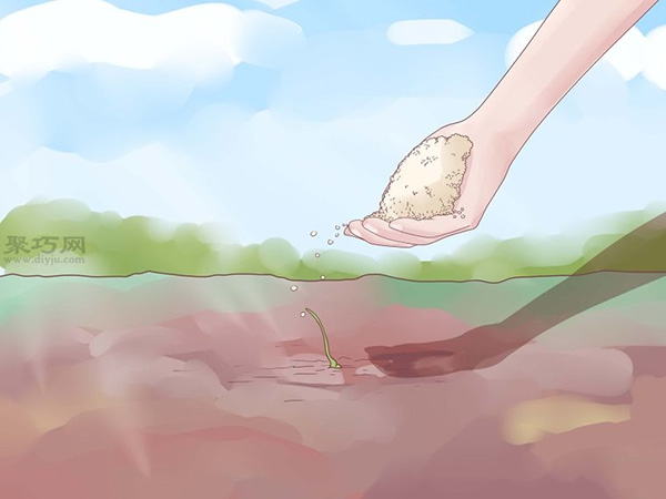 如何打理蒜苗 8