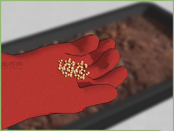 怎样在室内播种 5