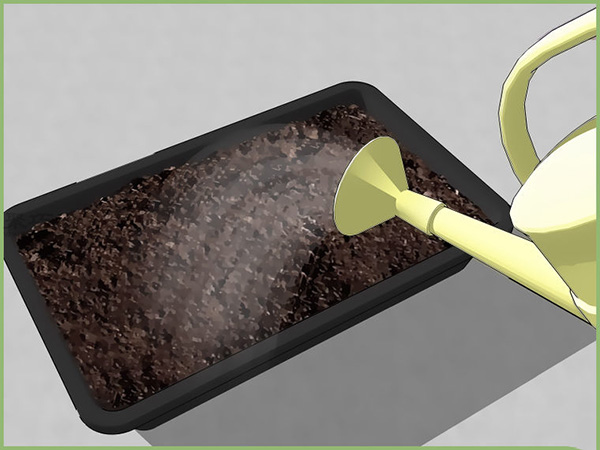 怎样在室内播种 6