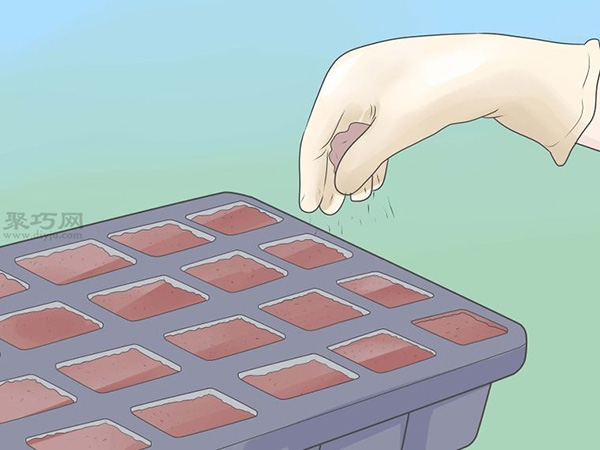 如何种植豌豆苗和沙拉植物 21