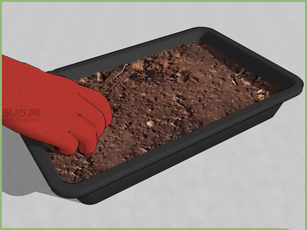 怎样在室内播种 4