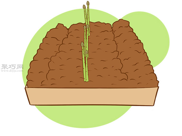 怎样收获芦笋 21