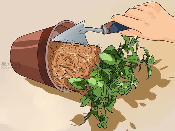 怎么样把倒挂金钟移植到花园里 8