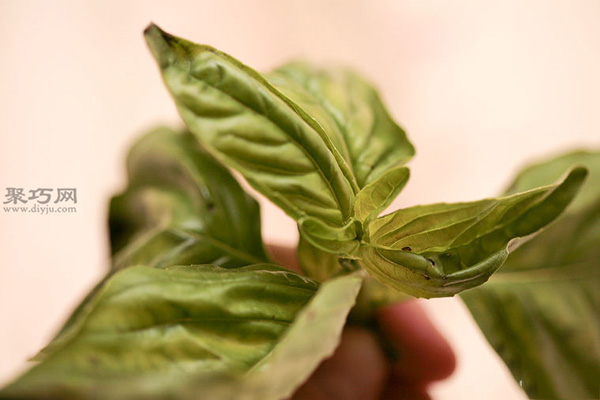 怎样播种罗勒 1