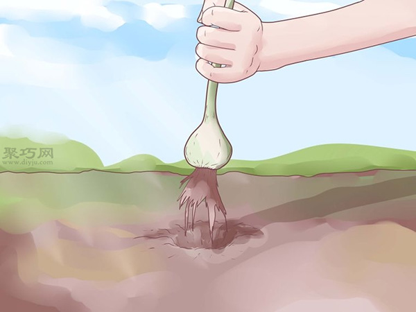 怎样收成与风干大蒜 9